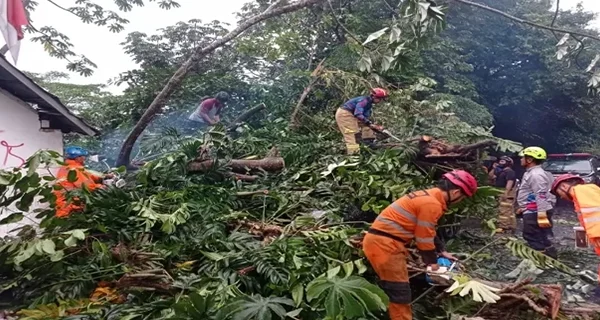 Citeureup Bogor Pohon Besar Roboh 4 Rumah Alami Kerusakan