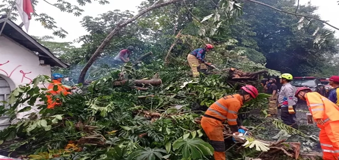 Citeureup Bogor Pohon Besar Roboh 4 Rumah Alami Kerusakan