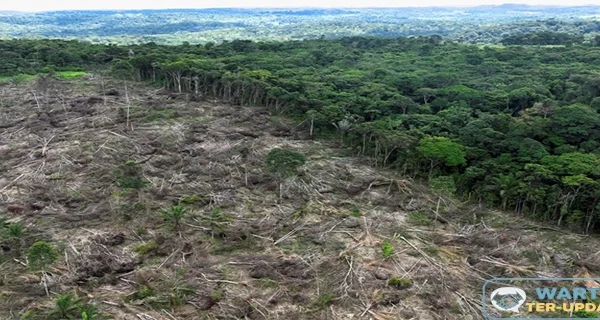 Fenomena Hutan Pulih Sendiri Indonesia Jadi Sorotan Ilmuwan