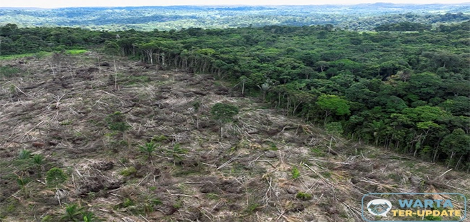 Fenomena Hutan Pulih Sendiri Indonesia Jadi Sorotan Ilmuwan