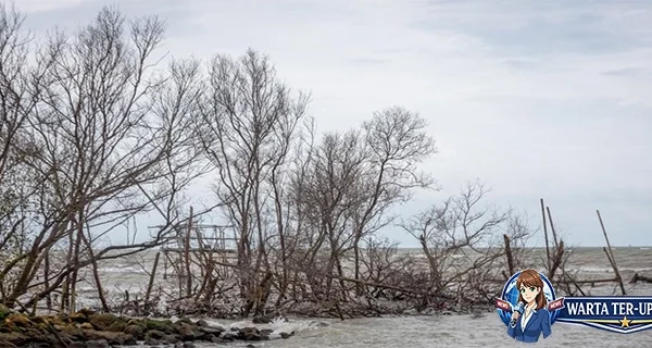 Jaga Mangrove Program Karbon Biru Nasional di Pesisir Jateng