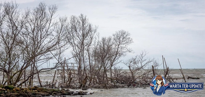 Jaga Mangrove Program Karbon Biru Nasional di Pesisir Jateng