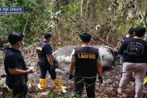 LAM Riau Kecam Pembunuhan Gajah Alam Bukan Dihabiskan