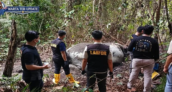LAM Riau Kecam Pembunuhan Gajah Alam Bukan Dihabiskan