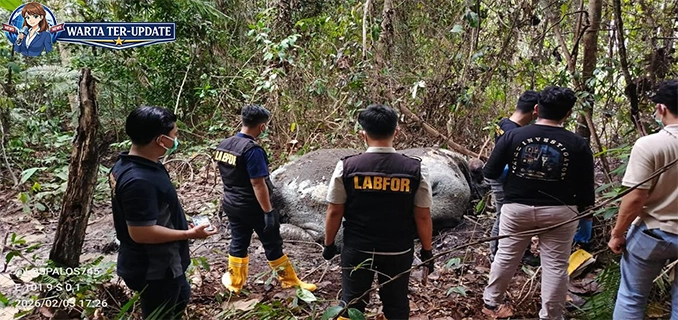 LAM Riau Kecam Pembunuhan Gajah Alam Bukan Dihabiskan